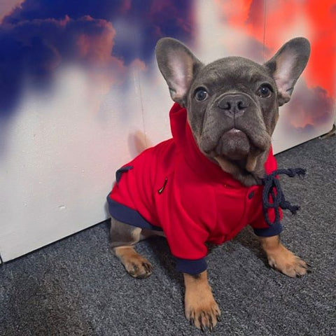 French Bulldog in a warm hoodie