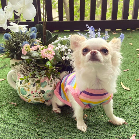 Chihuahua in a striped dog dress