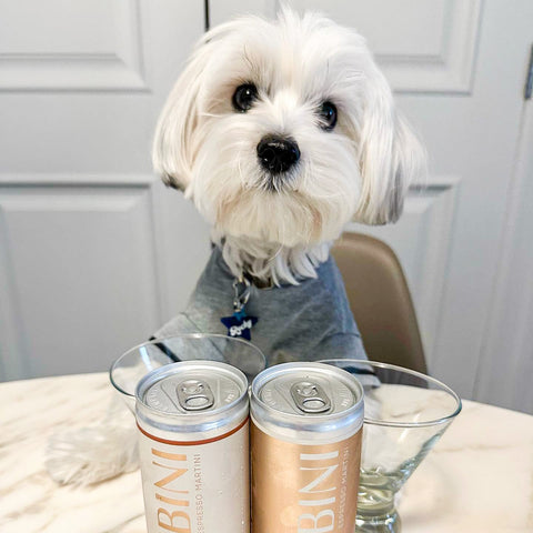 Morkie starting a brand new day in a cute polo shirt