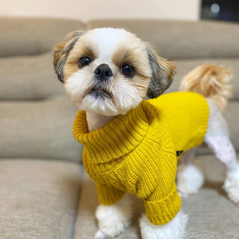 Shih Tzu puppy in a sweater
