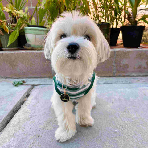 Morkie in a striped tee