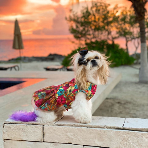 Harness Tulle shih tzu puppy clothes with Leash Set