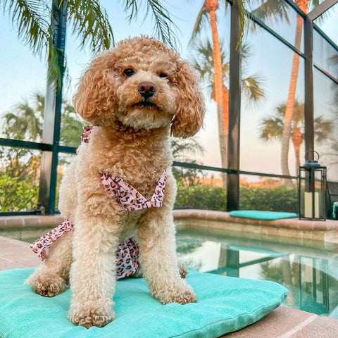 Summer Leopard Bikini Dress