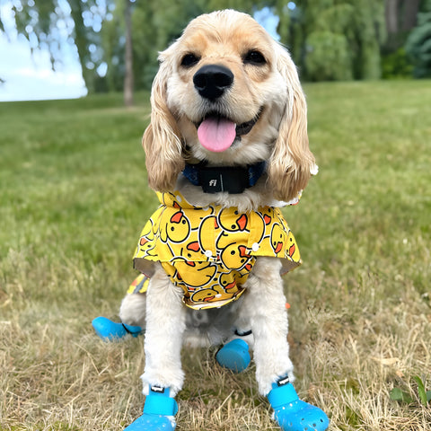 Cute Cockapoo in Rubber Duck Raincoat