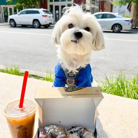 Morkie Getting Ready for Gathering in His Polo