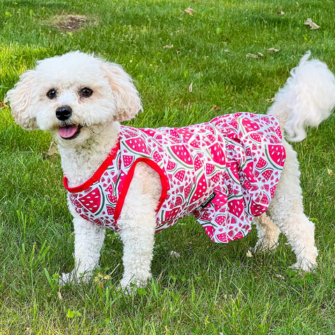 Cute dog in a watermelon dress