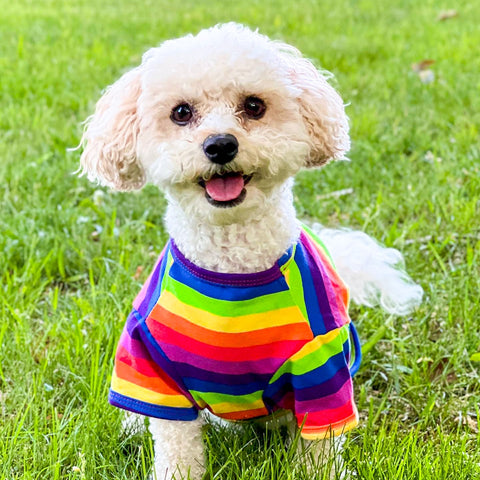 Cute dog enjoying outdoor funs with her rainbow t-shirts
