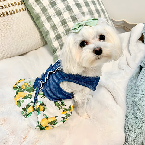 Maltese in a lemon denim dress