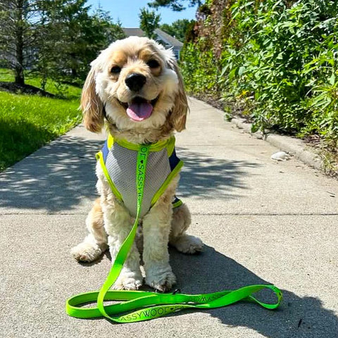 Cockapoo in a vibrant sun-protective shirt