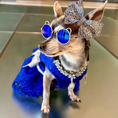 Chihuahua in a stunning royal blue dress