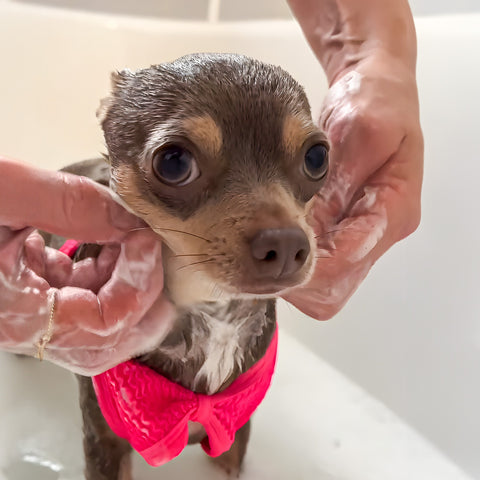Chihuahua bathing in a cute dog bikini