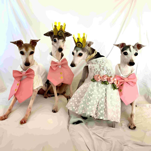 Italian Greyhounds getting ready for weddings