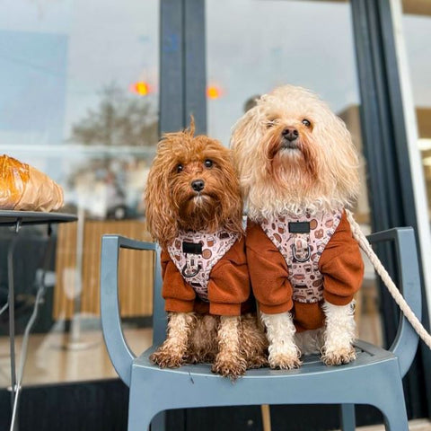 Poodle Sweater - Dog Turtleneck Sweater