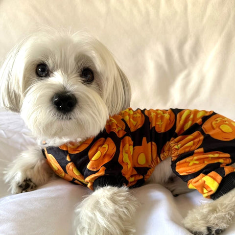 Morkie in pumpkin pajamas