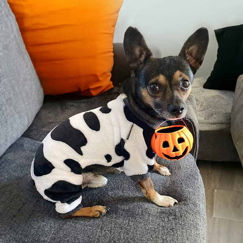 Cute dog in dog Halloween pajamas