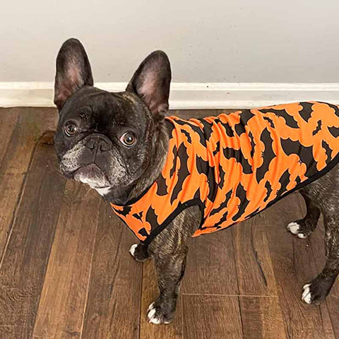 French Bulldog in a Halloween dog shirt