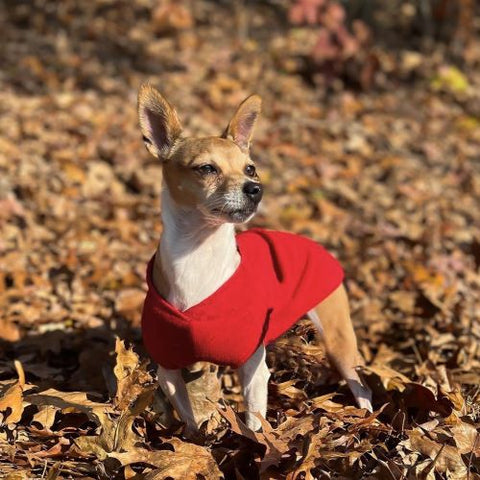 How to Recognize and Manage Fall Allergies in Dogs Effectively - Fitwarm