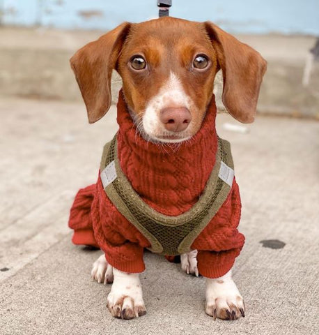 Dog Sweater - Dachshund Sweater - Fitwarm
