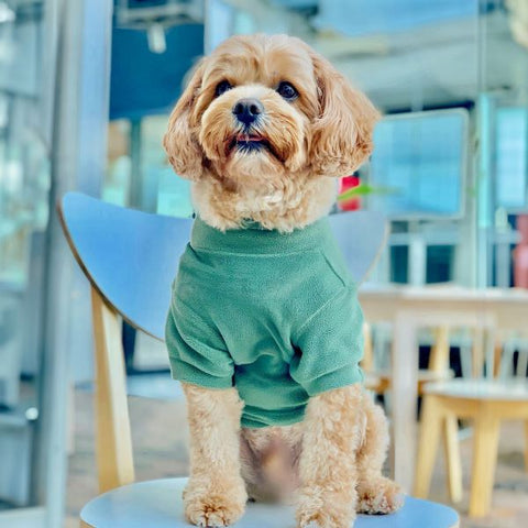 Dog Sweater - Cavapoo Dog Clothes - Fitwarm