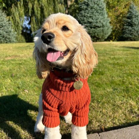 Cockapoo Dog Clothes - Dog Sweaters - Fitwarm