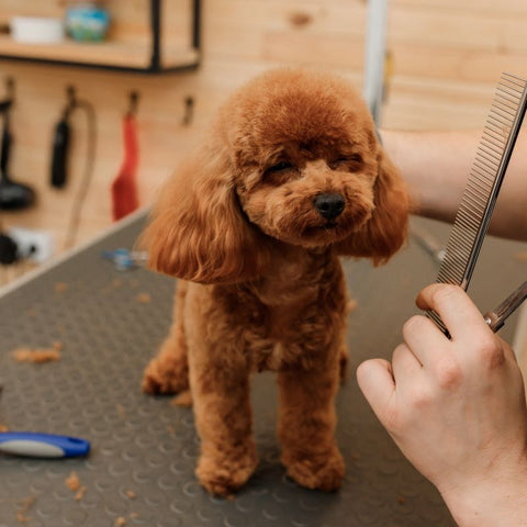 Poodle Haircuts - Puppy Cut - Fitwarm