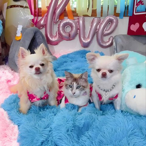 Cute puppies and cat in matching bikinis
