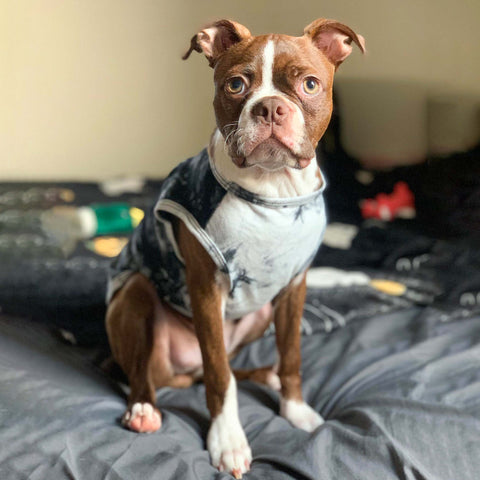 Boston Terrier in a tie-dye shirt