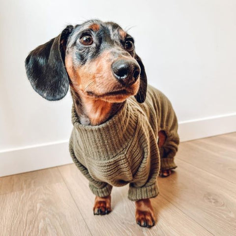 Dachshund in Turtleneck Dog Sweaters - Fitwarm