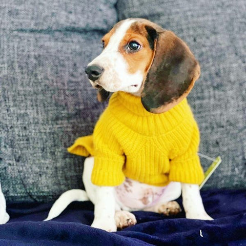Beagle Dog Clothes - Dog Turtleneck Sweaters - Fitwarm