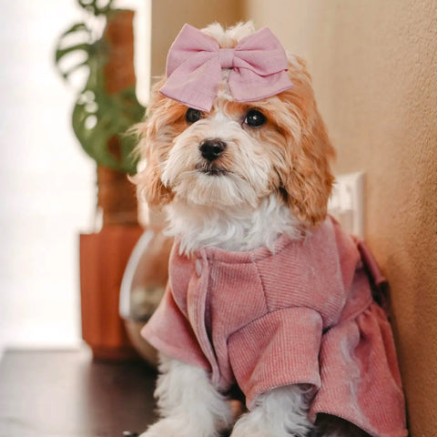 Harness Dress with Leash Set