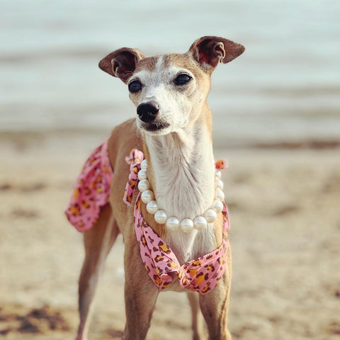 Italian Greyhound Suits Up in a Cute Bikini for some splash