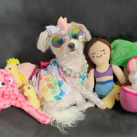 Cute Morkie in a colorful mermaid dress