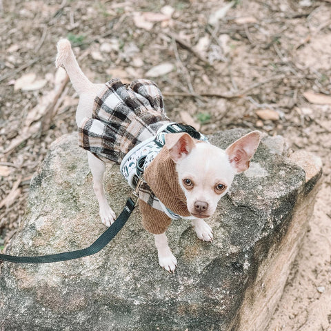 Chihuahua in a warm hoodie dress