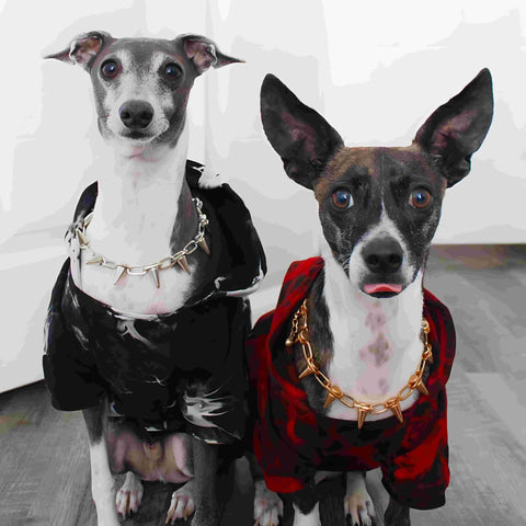 Italian Greyhound in tie-dye hoodies