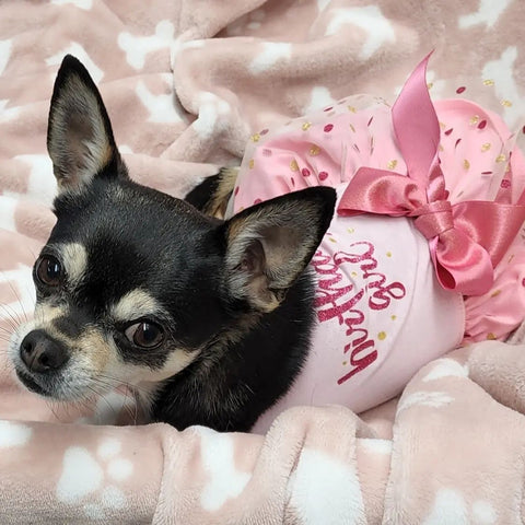 Chihuahua in a birthday tutu