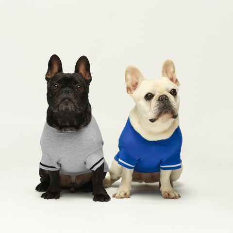 French Bulldogs getting for golf in vibrant polo shirts
