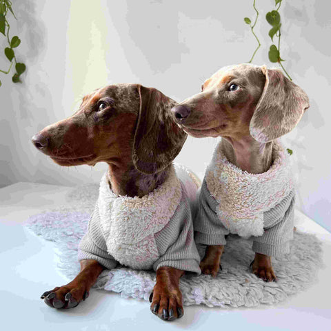 Dachshunds in thermal dog pajamas