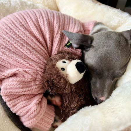 Italian Greyhound - Dog Pajamas - Fitwarm