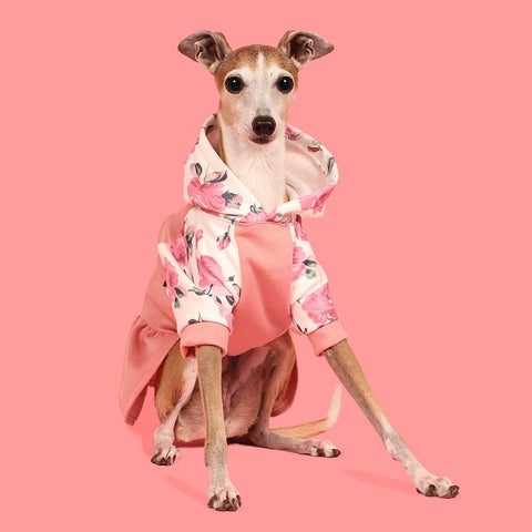 Italian Greyhound in a floral hoodie