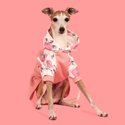 Italian Greyhound in a floral hoodie