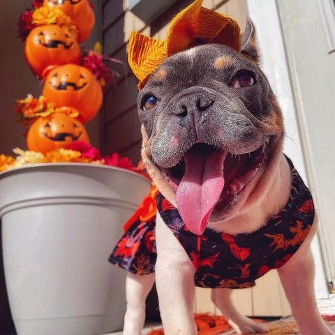 French Bulldog in dog Halloween costume