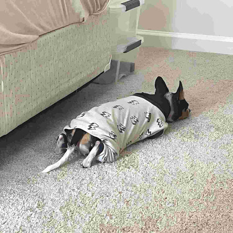 Cute dog sleeping in cozy pajamas