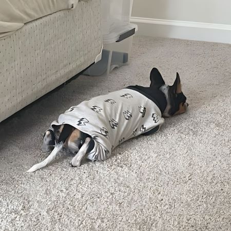 Dog Pajamas - Chihuahua Dog Clothes - Fitwarm