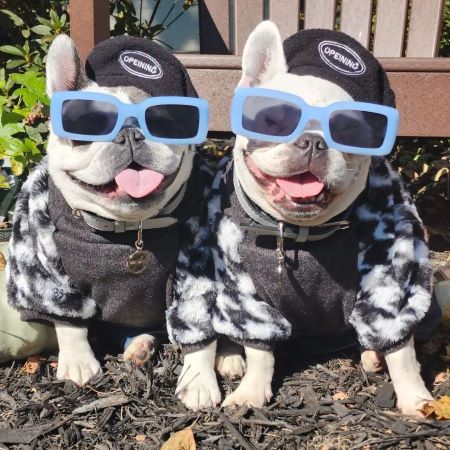 French Bulldog in stylish coats
