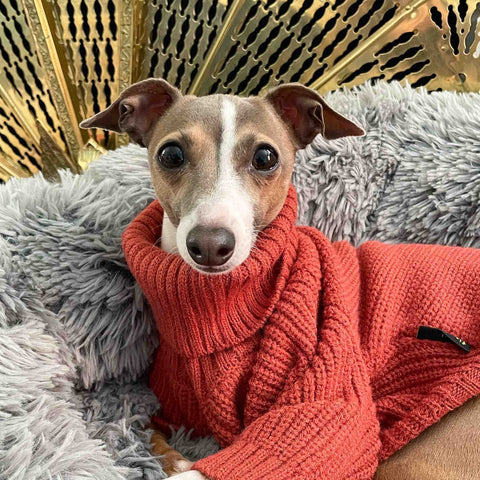 Italian Greyhound in a cozy knitted sweater