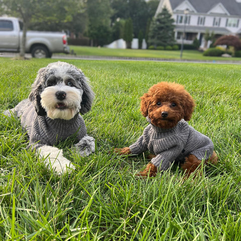 Dogs in cozy sweaters
