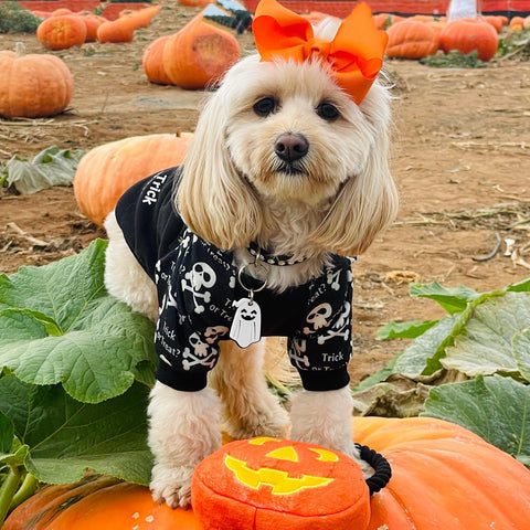 Trick Or Treat Halloween Hoodie