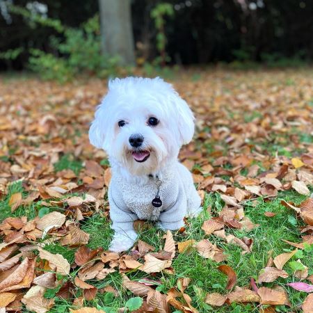 Cute dog in Maltese dog sweaters