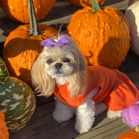 Cutie shih tzu puppy clothes