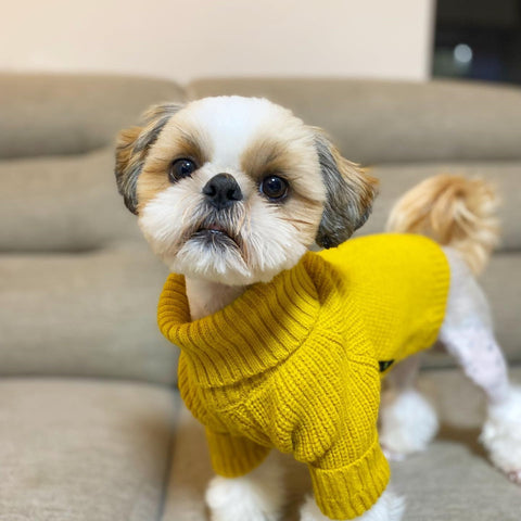 Shih Tzu in thermal turtleneck sweater